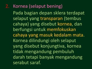 2. Kornea (selaput bening)
   Pada bagian depan sklera terdapat
   selaput yang transparan (tembus
   cahaya) yang disebut kornea, dan
   berfungsi untuk memfokuskan
   cahaya yang masuk kedalam mata.
   Kornea dilindungi oleh selaput
   yang disebut konjungtiva, kornea
   tidak mengandung pembuluh
   darah tetapi banyak mengandung
   serabut saraf.
 