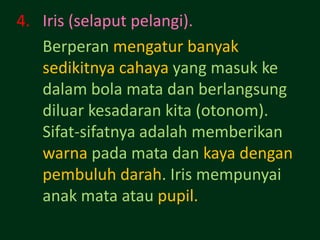 4. Iris (selaput pelangi).
   Berperan mengatur banyak
   sedikitnya cahaya yang masuk ke
   dalam bola mata dan berlangsung
   diluar kesadaran kita (otonom).
   Sifat-sifatnya adalah memberikan
   warna pada mata dan kaya dengan
   pembuluh darah. Iris mempunyai
   anak mata atau pupil.
 