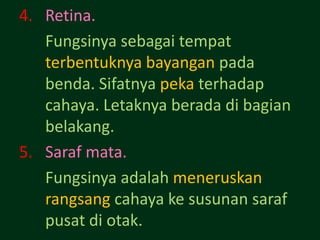 4. Retina.
   Fungsinya sebagai tempat
   terbentuknya bayangan pada
   benda. Sifatnya peka terhadap
   cahaya. Letaknya berada di bagian
   belakang.
5. Saraf mata.
   Fungsinya adalah meneruskan
   rangsang cahaya ke susunan saraf
   pusat di otak.
 