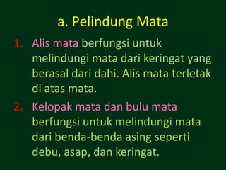 a. Pelindung Mata
1. Alis mata berfungsi untuk
   melindungi mata dari keringat yang
   berasal dari dahi. Alis mata terletak
   di atas mata.
2. Kelopak mata dan bulu mata
   berfungsi untuk melindungi mata
   dari benda-benda asing seperti
   debu, asap, dan keringat.
 