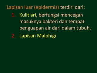 Lapisan luar (epidermis) terdiri dari:
  1. Kulit ari, berfungsi mencegah
      masuknya bakteri dan tempat
      penguapan air dari dalam tubuh.
  2. Lapisan Malphigi
 