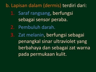 b. Lapisan dalam (dermis) terdiri dari:
   1. Saraf rangsang, berfungsi
      sebagai sensor peraba.
   2. Pembuluh darah.
   3. Zat melanin, berfungsi sebagai
      penangkal sinar ultraviolet yang
      berbahaya dan sebagai zat warna
      pada permukaan kulit.
 