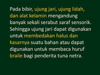 Pada bibir, ujung jari, ujung lidah,
dan alat kelamin mengandung
banyak sekali serabut saraf sensorik.
Sehingga ujung jari dapat digunakan
untuk membedakan halus dan
kasarnya suatu bahan atau dapat
digunakan untuk membaca huruf
braile bagi penderita tuna netra.
 