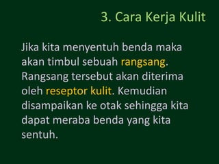 3. Cara Kerja Kulit

Jika kita menyentuh benda maka
akan timbul sebuah rangsang.
Rangsang tersebut akan diterima
oleh reseptor kulit. Kemudian
disampaikan ke otak sehingga kita
dapat meraba benda yang kita
sentuh.
 