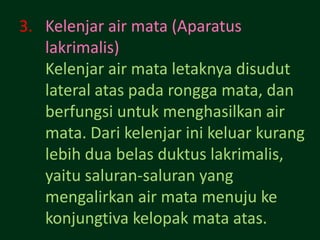 3. Kelenjar air mata (Aparatus
   lakrimalis)
   Kelenjar air mata letaknya disudut
   lateral atas pada rongga mata, dan
   berfungsi untuk menghasilkan air
   mata. Dari kelenjar ini keluar kurang
   lebih dua belas duktus lakrimalis,
   yaitu saluran-saluran yang
   mengalirkan air mata menuju ke
   konjungtiva kelopak mata atas.
 