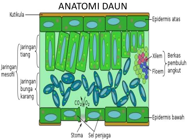 Fungsi Organ Tumbuhan