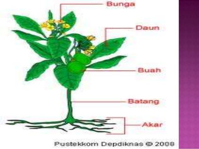 Fungsi Organ Tumbuhan