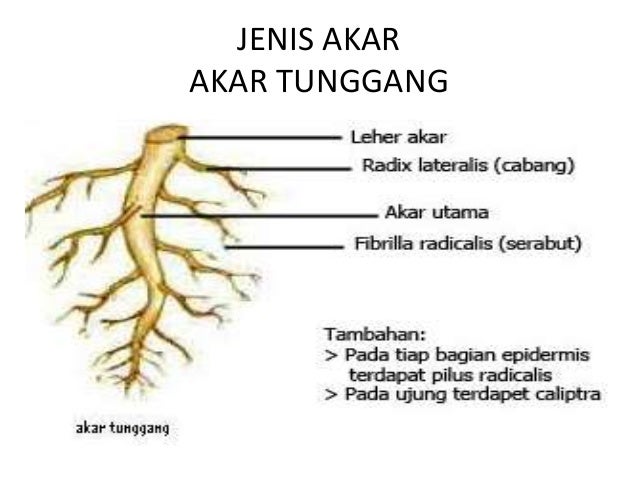 Fungsi Organ Tumbuhan Fungsi Organ Tumbuhan