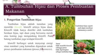 A. Tumbuhan Hijau dan Proses Pembuatan 
Makanan 
1. Pengertian Tumbuhan Hijau 
Tumbuhan hijau adalah tumuhan yang 
memiliki klorofil. klorofil artinya hijau daun. 
Klorofil tidak hanya dimiliki oleh tumbuhan 
berdaun hijau, tapi daun yang berwarna merah 
atau kuning juga mengandung klorofil. Pada 
batang tumbuhan juga terdapat klorofil. 
klorofil berfungsi untuk menyerap energi 
sinar matahari yang kemudian digunakan untuk 
proses pembuatan makanan (proses fotosintesis). 
 