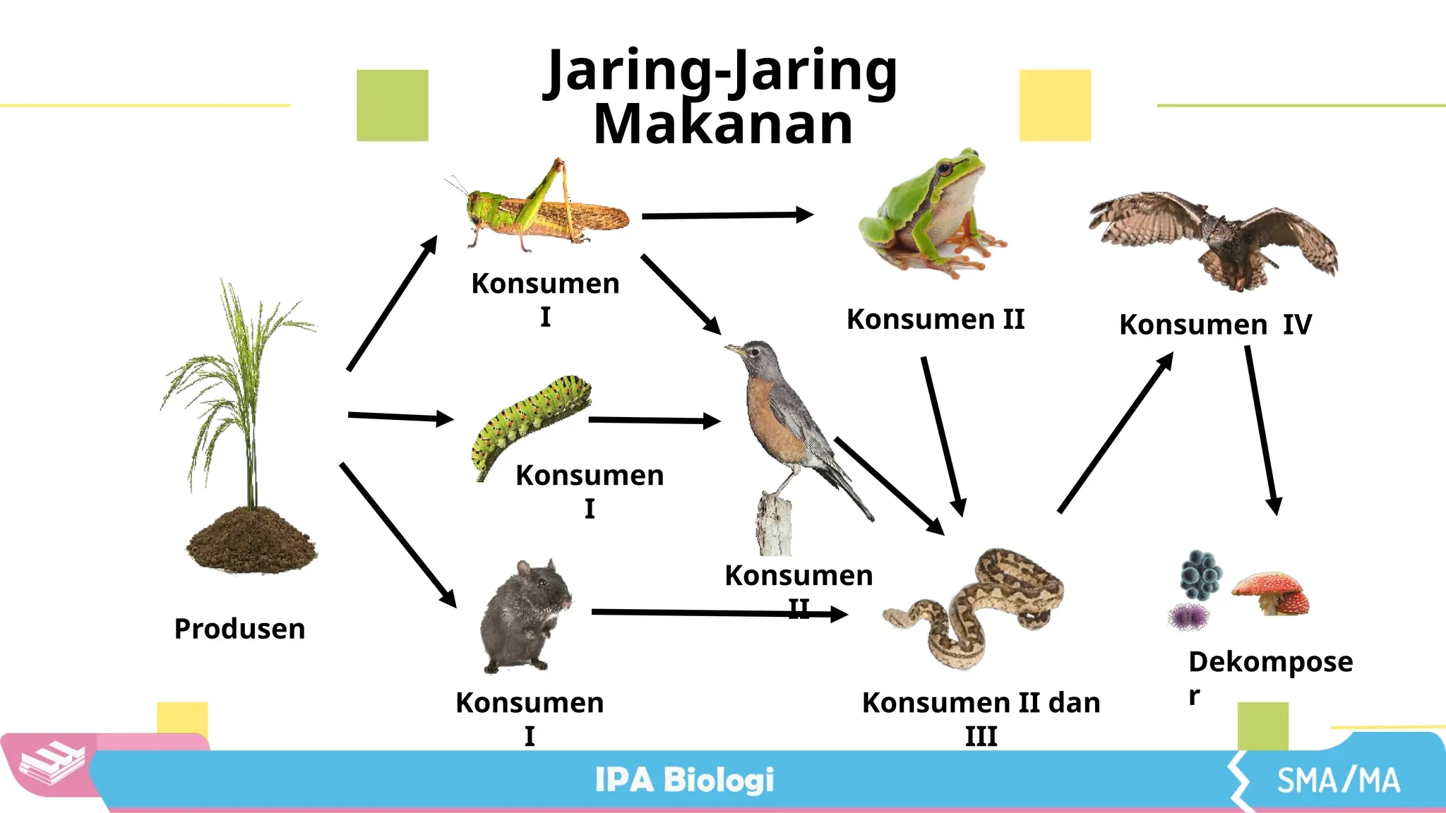 PPT IPAS INTERAKSI ANTAR KOMPONEN EKOSISTEM.pptx