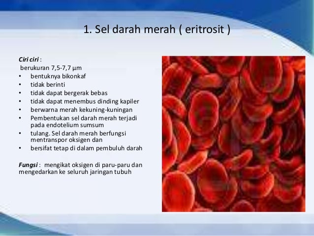 Ciri Ciri Sel Darah Merah Sistem Perdaran Darah