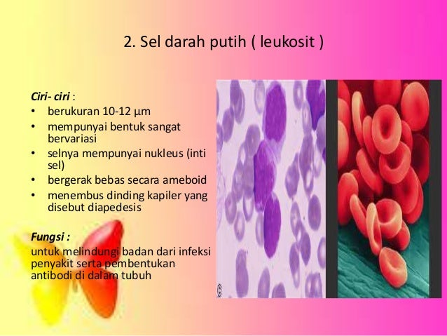 Sistem Perdaran Darah