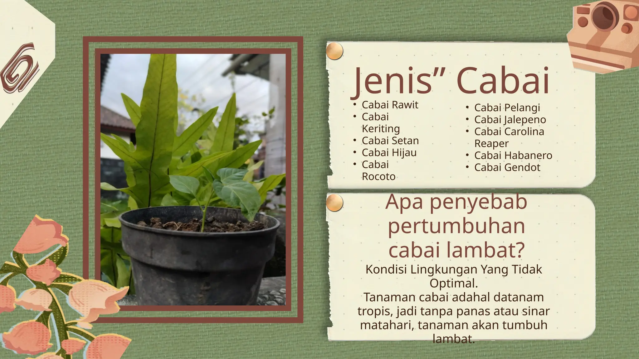 PPT IPA TENTANG PERTUMBUHAN DAN PERKEMBANGAN TANAMAN CABAI.pptx