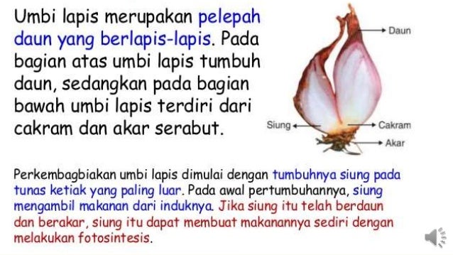 Reproduksi Tumbuhan 56617052