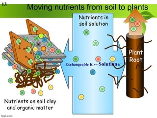 Acquisition of K in Plants | PPT