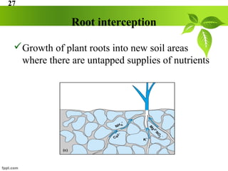 Root Interception Acquisition of K in Plants | PPT