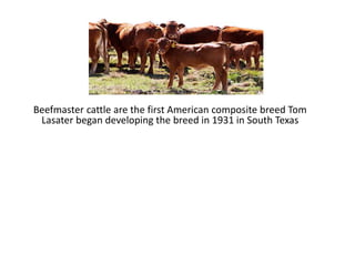 Beefmaster cattle are the first American composite breed Tom
Lasater began developing the breed in 1931 in South Texas
 