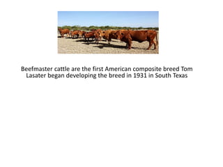 Beefmaster cattle are the first American composite breed Tom
Lasater began developing the breed in 1931 in South Texas
 
