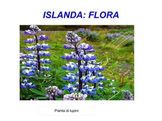 ISLANDA: FLORA
Pianta di lupini
 