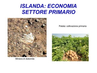 ISLANDA: ECONOMIA
SETTORE PRIMARIO
Miniera di diatomite
Patata: coltivazione primaria
 