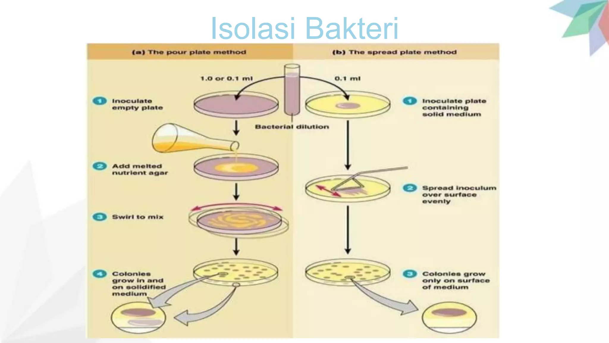 Isolasi Bakteri PPTX Isolasi Bakteri PPTX