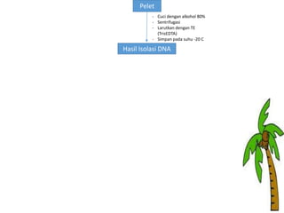 Pelet
- Cuci dengan alkohol 80%
- Sentrifugasi
- Larutkan dengan TE
(TrisEDTA)
- Simpan pada suhu -20 C

Hasil Isolasi DNA

 