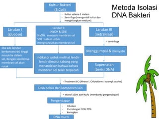Kultur Bakteri
(E.Coli)
- Kultur selama 1 malam
- Sentrifuge (mengambil kultur dan
menghilangkan medium)

Larutan I
(glucose)

Jika ada larutan
berkonsentrasi tinggi
masuk ke dalam
sel, dengan sendirinya
membran sel akan
rusak

Larutan II
(NaOH & SDS)
NaOH : merusak membran sel
SDS : sabun untuk
menghancurkan membran sel

Metoda Isolasi
DNA Bakteri

Larutan III
(netralisasi)
- sentrifuge
Menggumpal & menyatu

Indikator untuk melihat lendirlendir dimulut tabung yang
menandakan bahwa bahwa
membran sel telah terpecah

Supernatan
(berisi DNA)

- Treatment PCI (Phenol : Chloroform : Isoamyl alcohol)

DNA bebas dari komponen lain
+ etanol 100% dan NaAc (membantu pengendapan)

Pengendapan
-

Inkubasi
Cuci dengan EtOH 70%
Keringkan

DNA murni

 