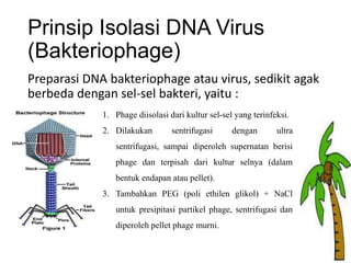 Prinsip Isolasi DNA Virus
(Bakteriophage)
Preparasi DNA bakteriophage atau virus, sedikit agak
berbeda dengan sel-sel bakteri, yaitu :
1. Phage diisolasi dari kultur sel-sel yang terinfeksi.
2. Dilakukan

sentrifugasi

dengan

ultra

sentrifugasi, sampai diperoleh supernatan berisi
phage dan terpisah dari kultur selnya (dalam

bentuk endapan atau pellet).
3. Tambahkan PEG (poli ethilen glikol) + NaCl
untuk presipitasi partikel phage, sentrifugasi dan
diperoleh pellet phage murni.

 