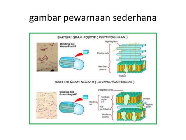 Ppt Isolasi Identifikasi Dan Pewarnaan Mikroorganisme