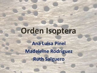 Orden Isoptera
Ana Luisa Pinel
Madeleine Rodríguez
Ruth Salguero
 