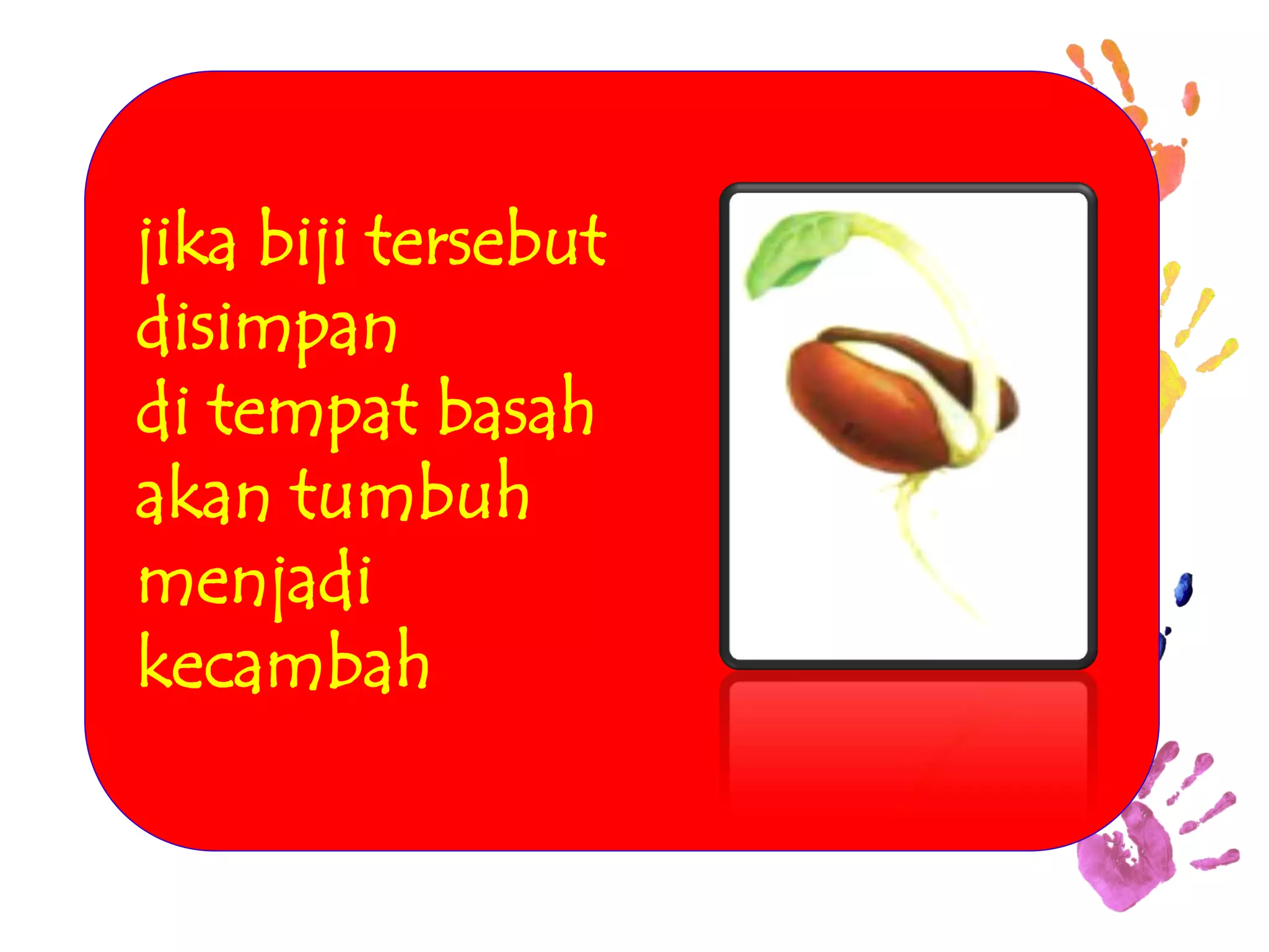 jika biji tersebut 
disimpan 
di tempat basah 
akan tumbuh 
menjadi 
kecambah  