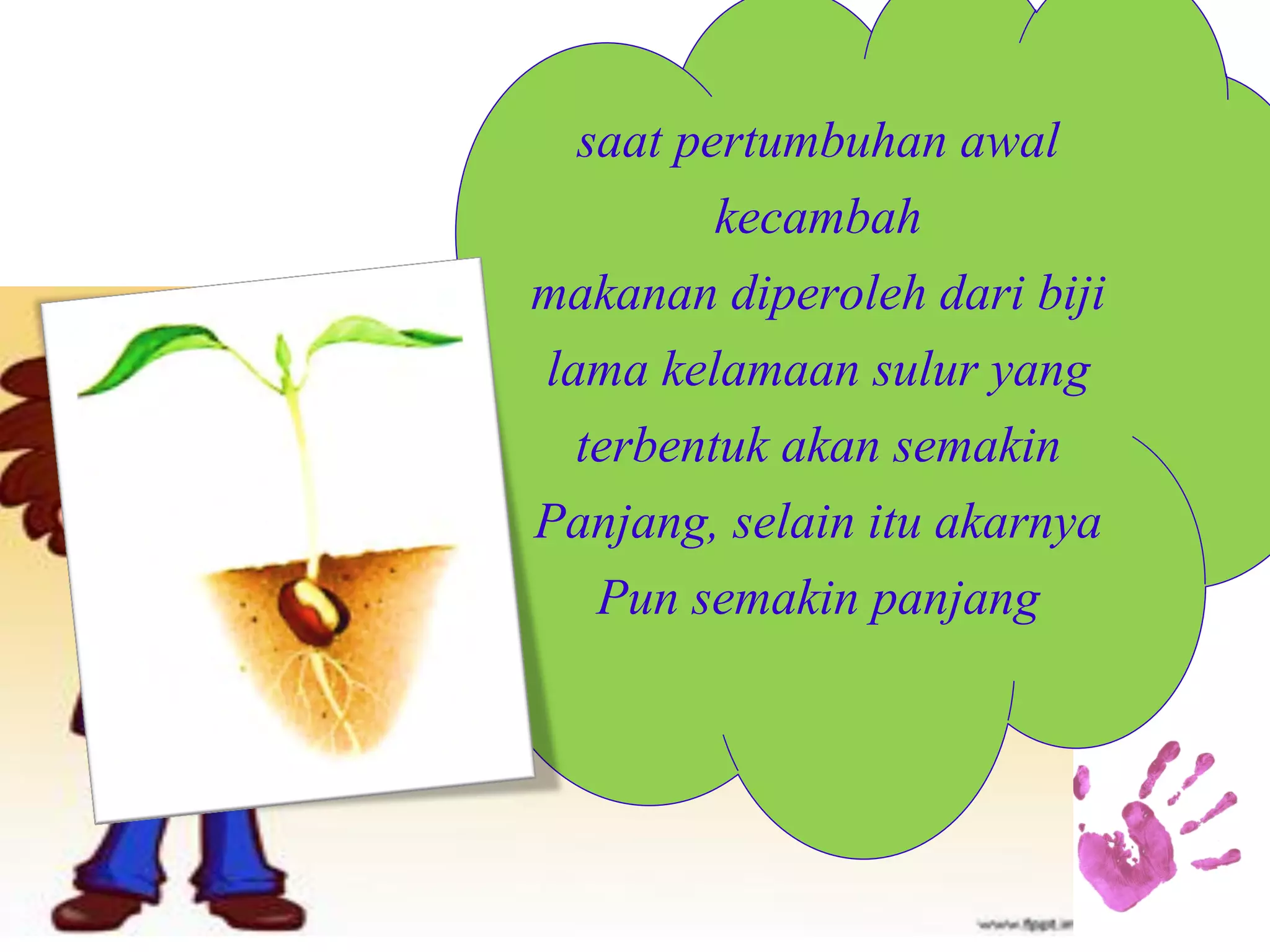 saat pertumbuhan awal kecambah makanan diperoleh dari biji lama kelamaan sulur yang terbentuk akan semakin Panjang, selain itu akarnya Pun semakin panjang  