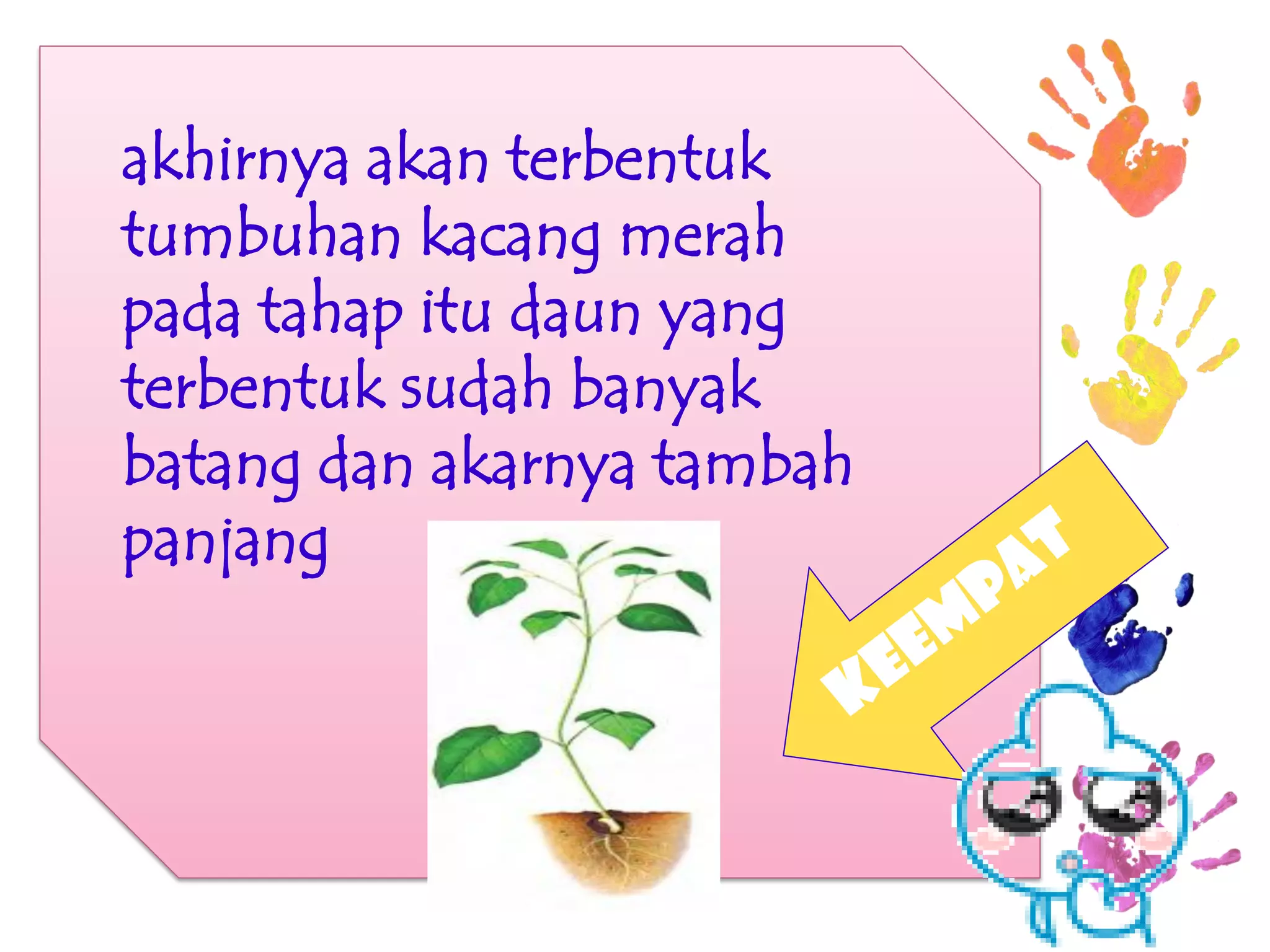 akhirnya akan terbentuk 
tumbuhan kacang merah 
pada tahap itu daun yang terbentuk sudah banyak 
batang dan akarnya tambah 
panjang 
 