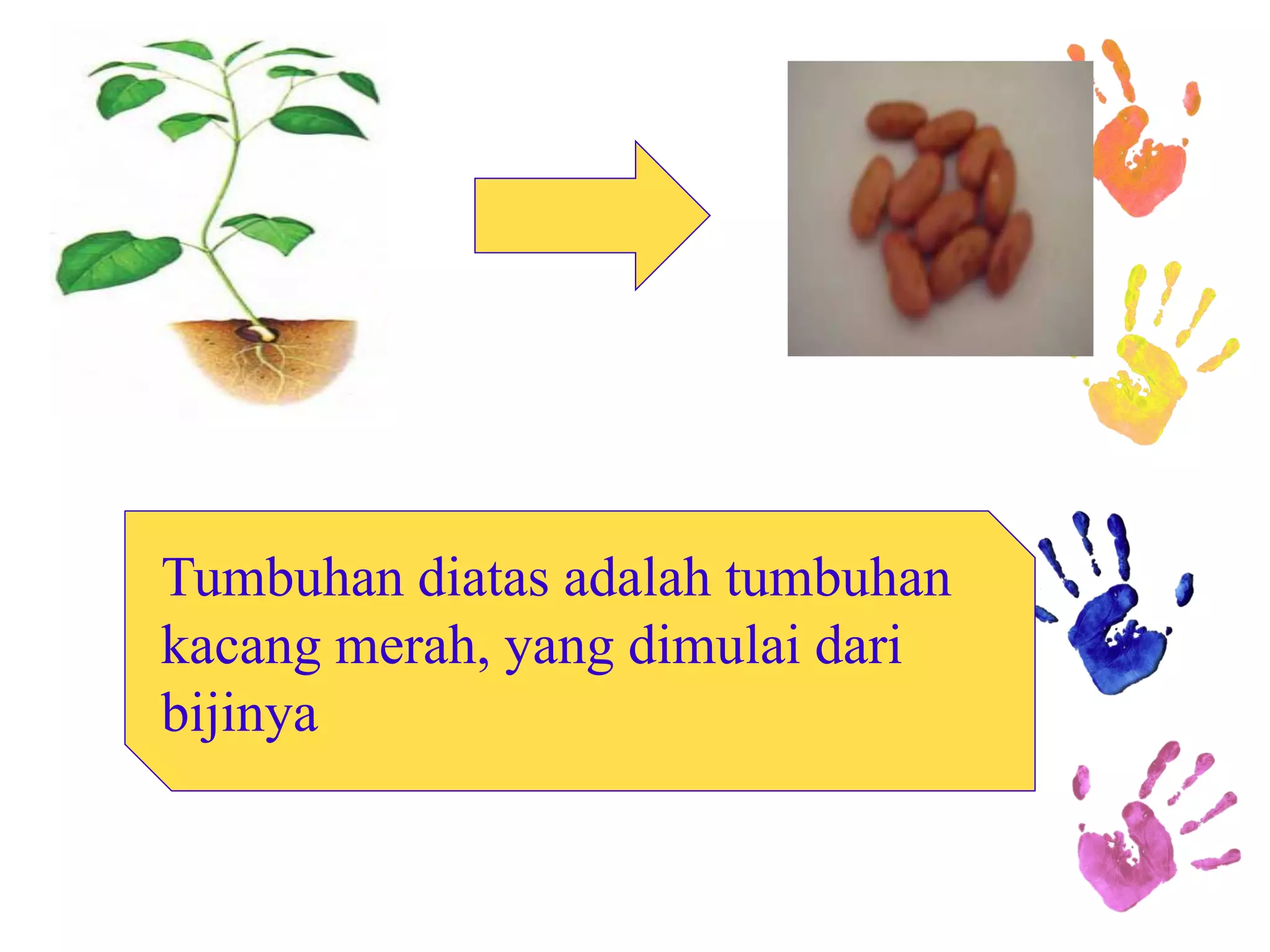 Tumbuhan diatas adalah tumbuhan kacang merah, yang dimulai dari bijinya  