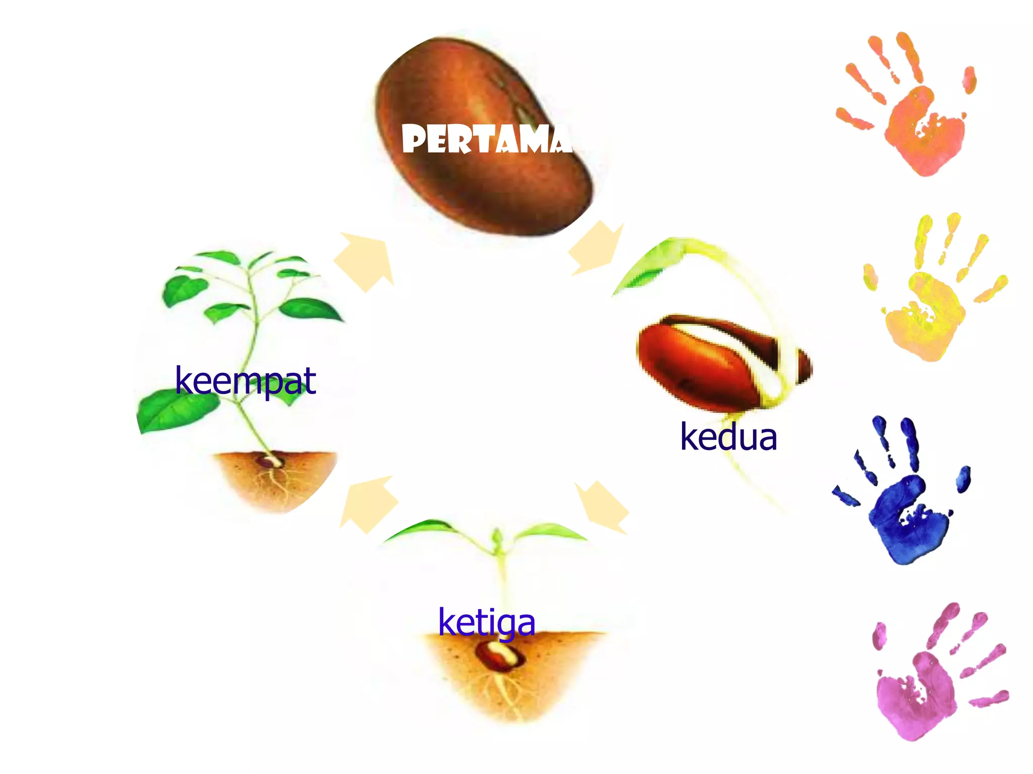 pertama 
kedua 
ketiga 
keempat  