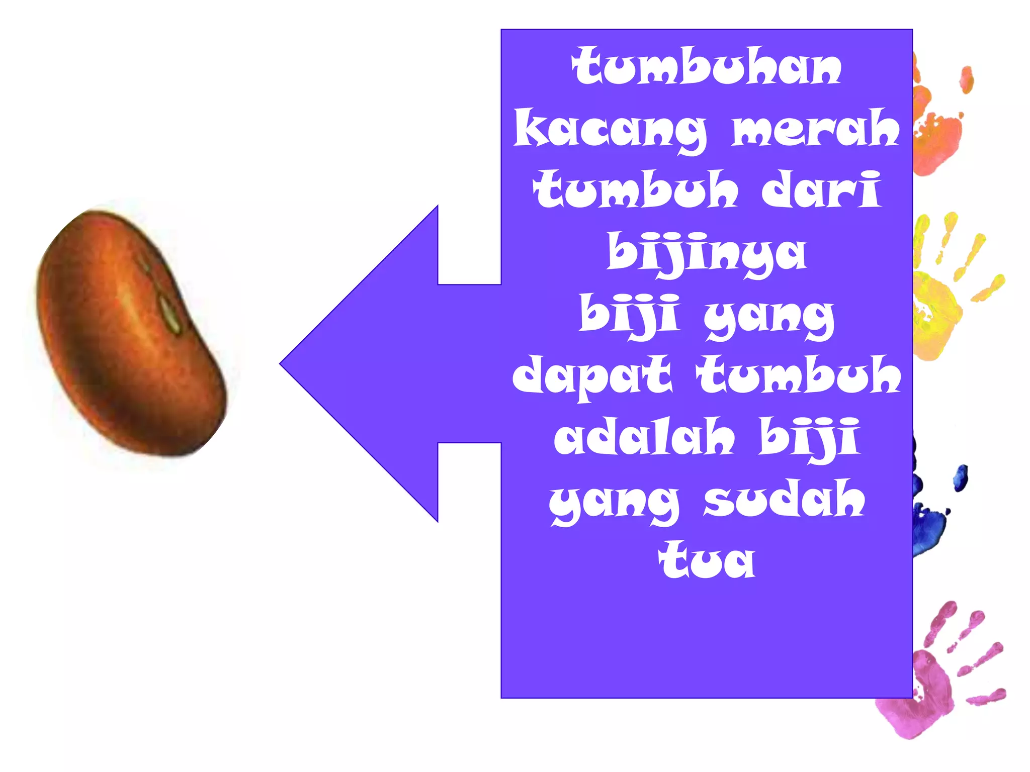 tumbuhan kacang merah tumbuh dari bijinya biji yang dapat tumbuh adalah biji yang sudah tua  