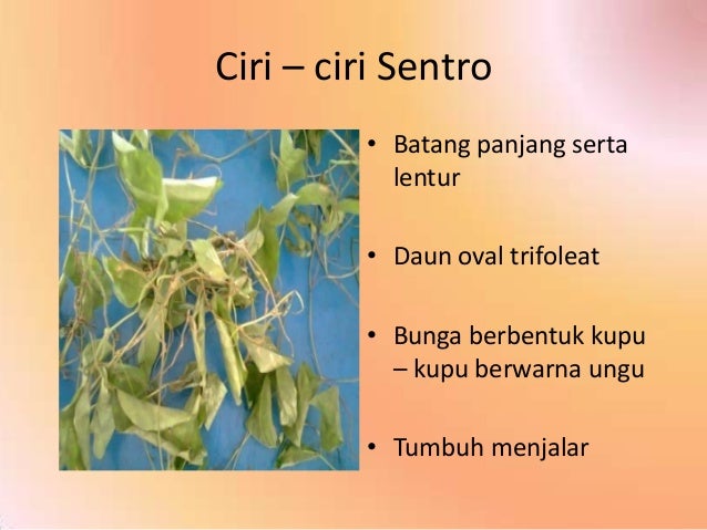 Pengenalan Jenis Rumput dan Legum