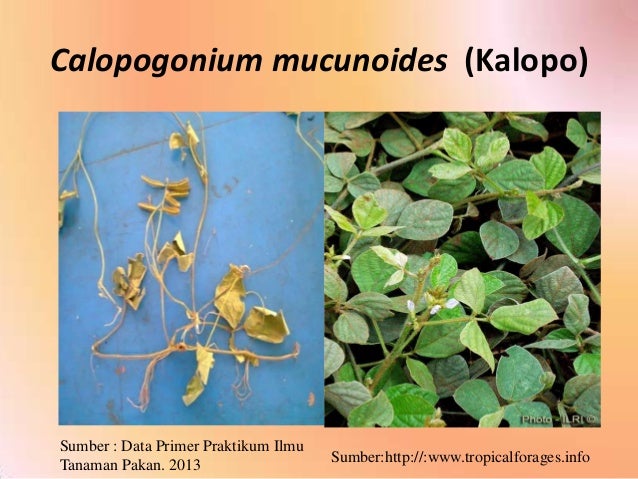 Pengenalan Jenis Rumput dan Legum