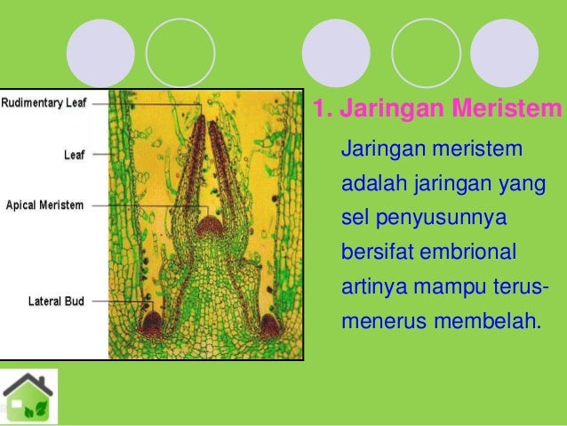 Jaringan Tumbuhan 29522593
