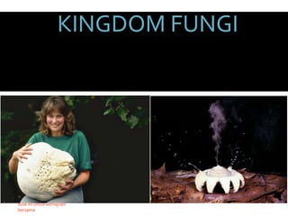KINGDOM FUNGI

Copyright © Sugeng
Publishing – silahkan gunakan
slide ini untuk kemajuan
bersama

 