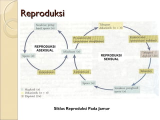 ReproduksiReproduksi
Siklus Reproduksi Pada Jamur
REPRODUKSI
SEKSUAL
REPRODUKSI
ASEKSUAL
 