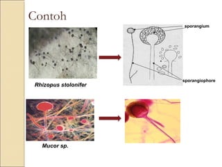 Contoh
sporangium
sporangiophore
Rhizopus stolonifer
Mucor sp.
 