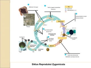 Siklus Reproduksi Zygomicota
 