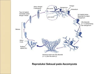 Askus dengan
8 askospora Jenis jantan
Jenis betina
Askogonium
Trikogin
Anteredium
Inti haploid jantan
Berpindah ke dalam
askogonium
Hifa dikariotik
(n + n) berkembang
dari askogonium
Askokarp terdiri dari hifa dikariotik
(n + n) dan hifa steril (n)
Nukleus
diploid (2n)
Askus
muda
Meiosis
Tiap inti haploid
membelah sekali
dengan mitosis
Reproduksi Seksual pada Ascomycota
 