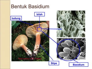 Bentuk Basidium
Stipe
tudung
bilah
Basidium
 