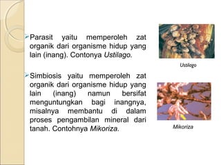 Parasit yaitu memperoleh zat
organik dari organisme hidup yang
lain (inang). Contonya Ustilago.
Simbiosis yaitu memperoleh zat
organik dari organisme hidup yang
lain (inang) namun bersifat
menguntungkan bagi inangnya,
misalnya membantu di dalam
proses pengambilan mineral dari
tanah. Contohnya Mikoriza.
Ustilago
Mikoriza
 