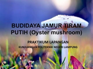 BUDIDAYA JAMUR TIRAM
PUTIH (Oyster mushroom)
PRAKTIKUM LAPANGAN
KUNJUANGAN POLITEKNIK NEGERI LAMPUNG
1/3/2015 1Y.Rosdiana
 