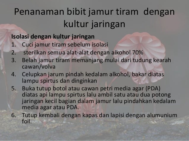 laporan praktikum budidaya jamur tiram laporan praktikum budidaya jamur tiram