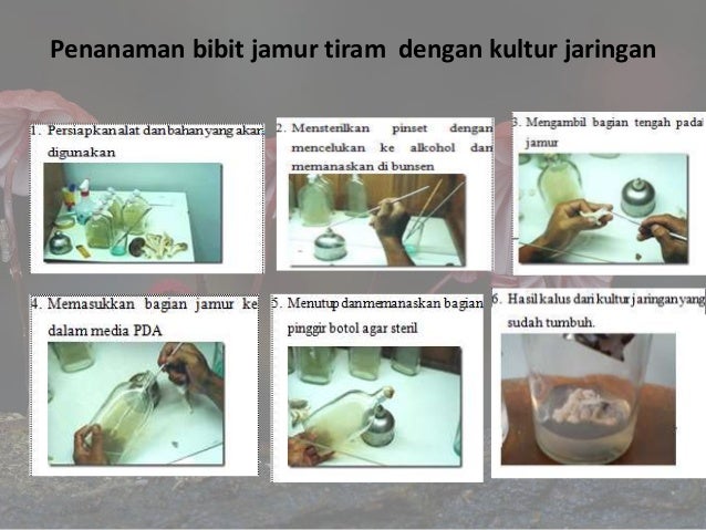 laporan praktikum budidaya jamur tiram laporan praktikum budidaya jamur tiram