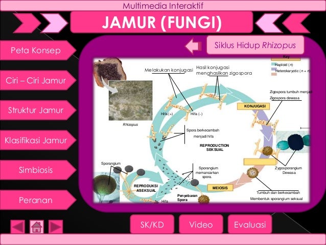 Multimedia Interaktif Jamur (Fungi)